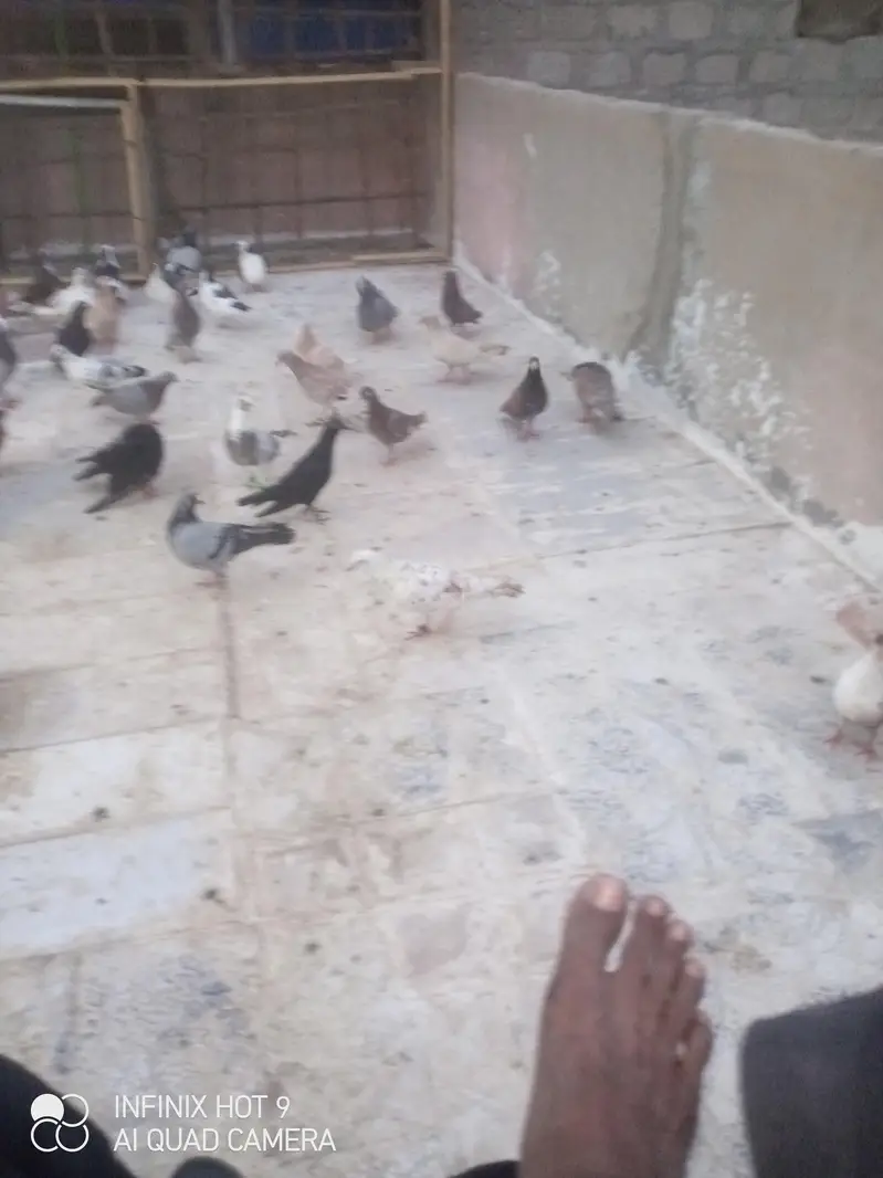 45 kaboter ha gola larte we nhii ha sb sath Dena ha urgent sell — photo 2