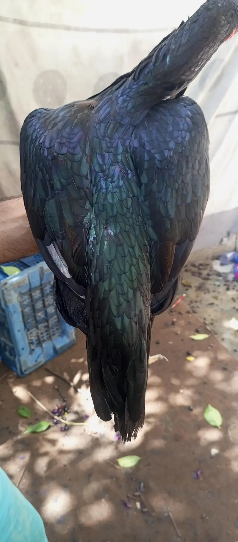 ASEEL setup for sale — photo 2