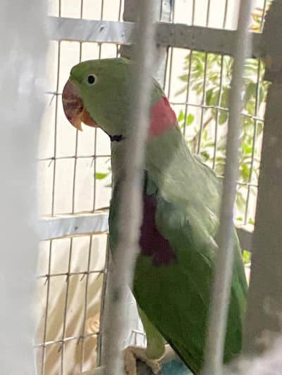 breeding Raw parrots pair