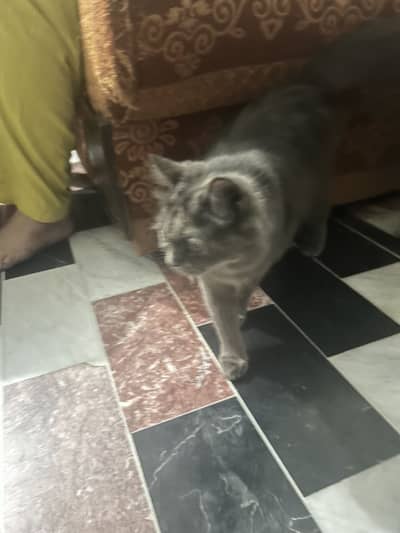 Beatiful cat. For breed