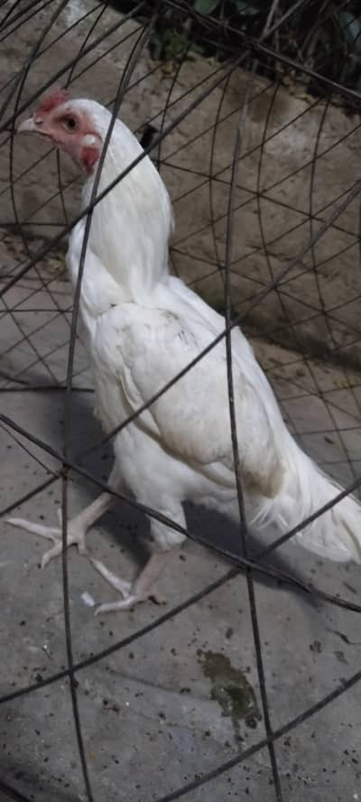 Heera Breed, Desi Murghi and Cage