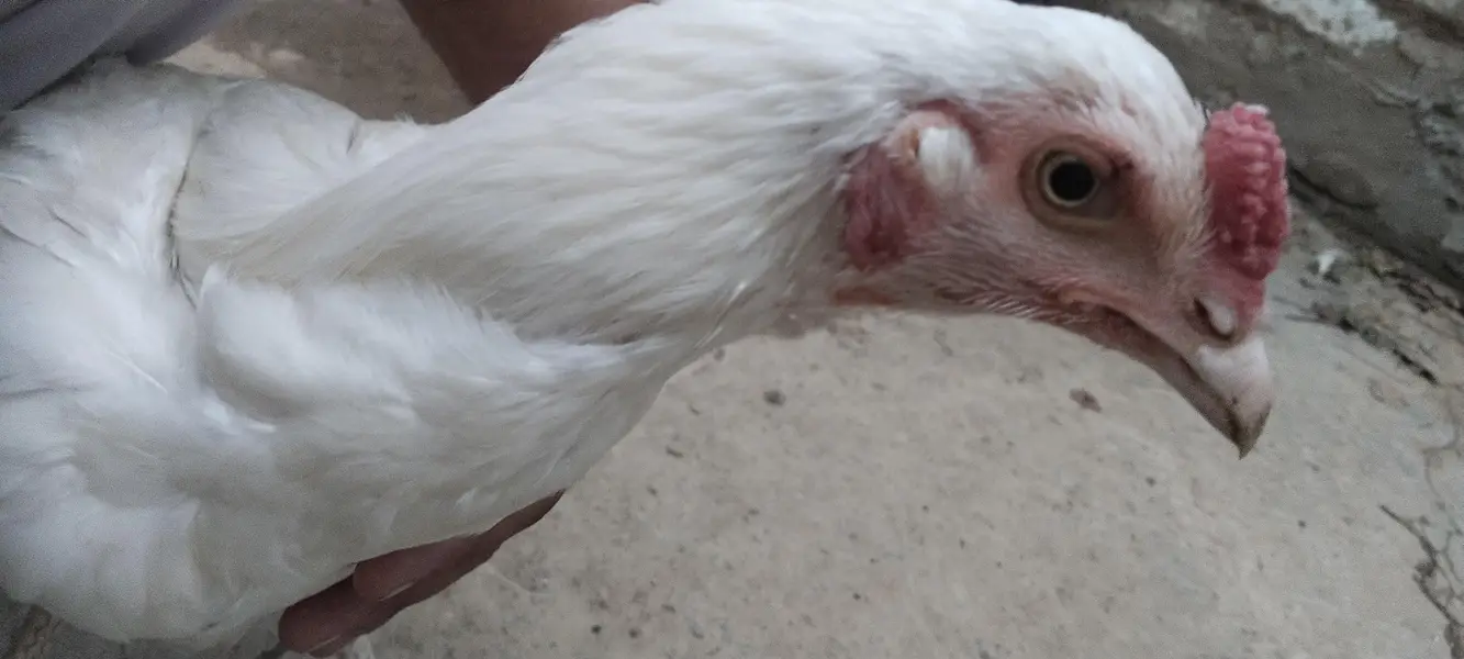 Heera Breed, Desi Murghi and Cage — photo 2