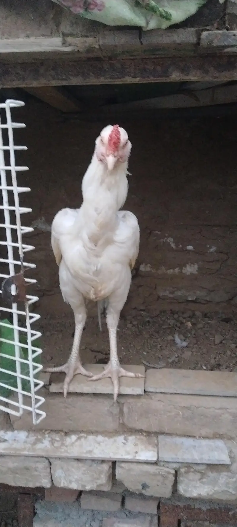 Heera Breed, Desi Murghi and Cage — photo 4