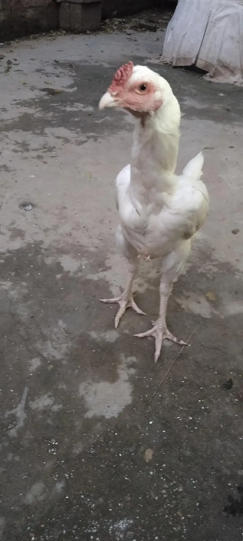 Heera Breed, Desi Murghi and Cage — photo 5