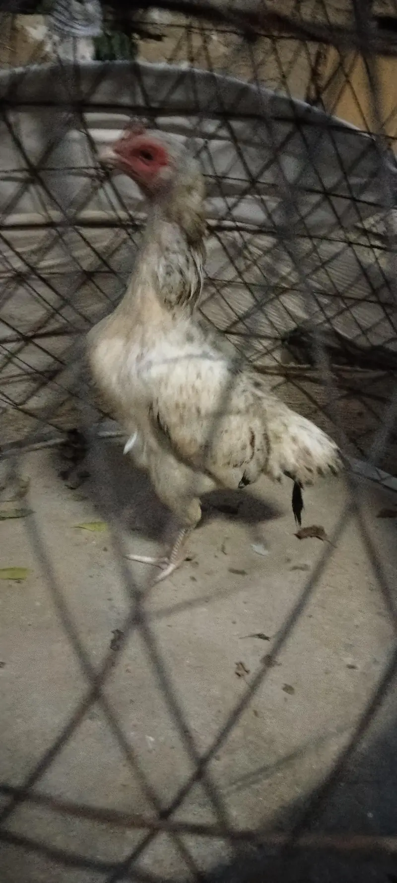Heera Breed, Desi Murghi and Cage — photo 7