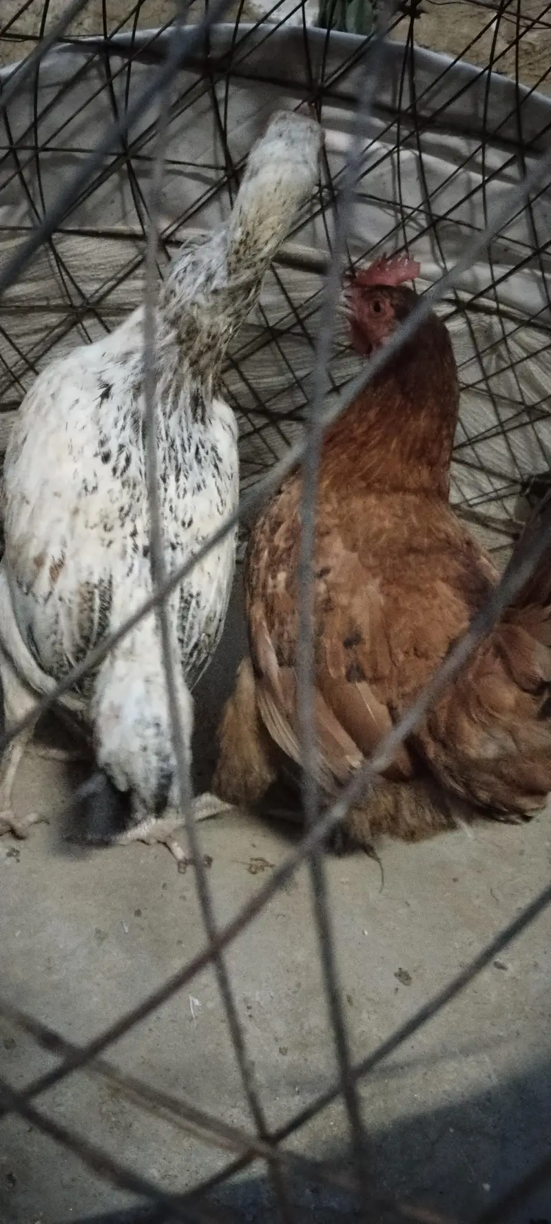 Heera Breed, Desi Murghi and Cage — photo 8