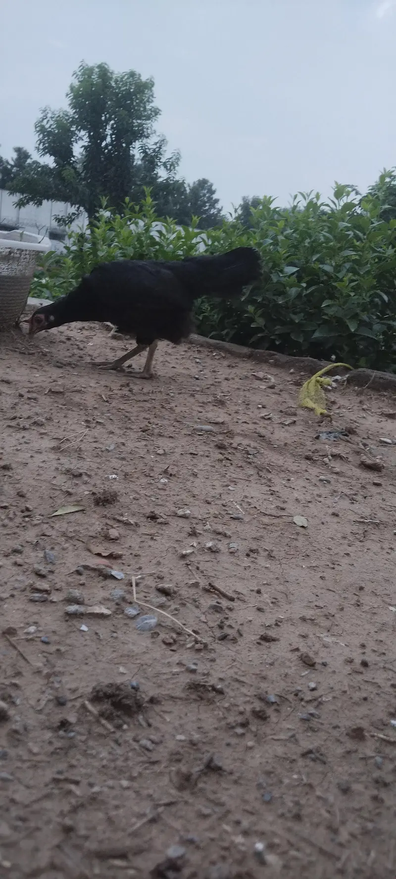 Heera Breed, Desi Murghi and Cage — photo 9