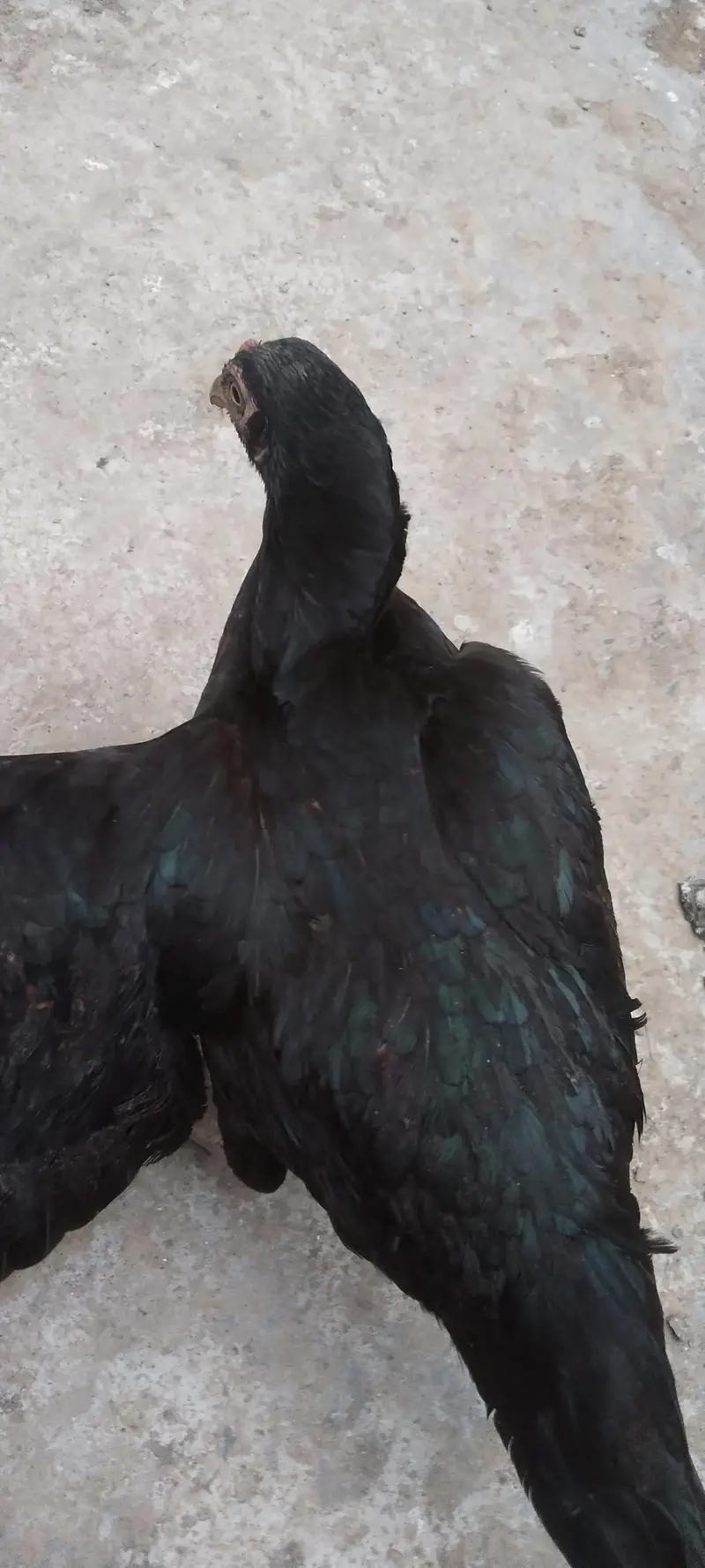 Heera Breed, Desi Murghi and Cage — photo 10