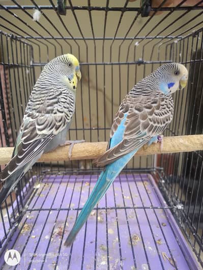budgie