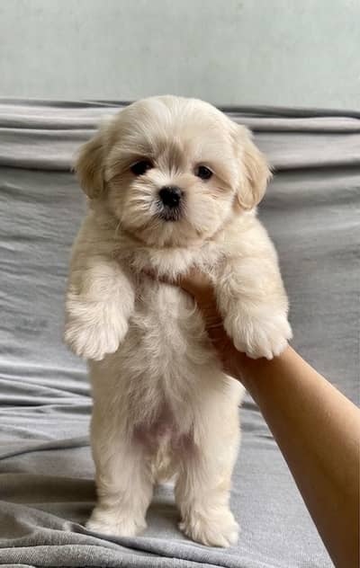 Shihtzu  puppy 03075273683