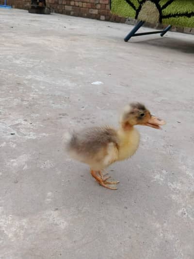 ducks  baby only 1 pic