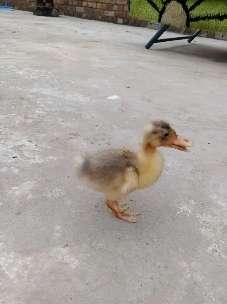 ducks  baby only 1 pic
