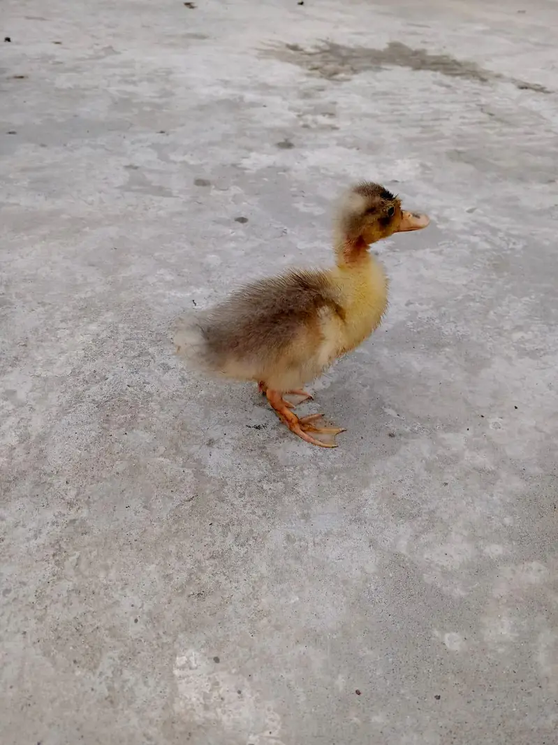 ducks  baby only 1 pic — photo 2
