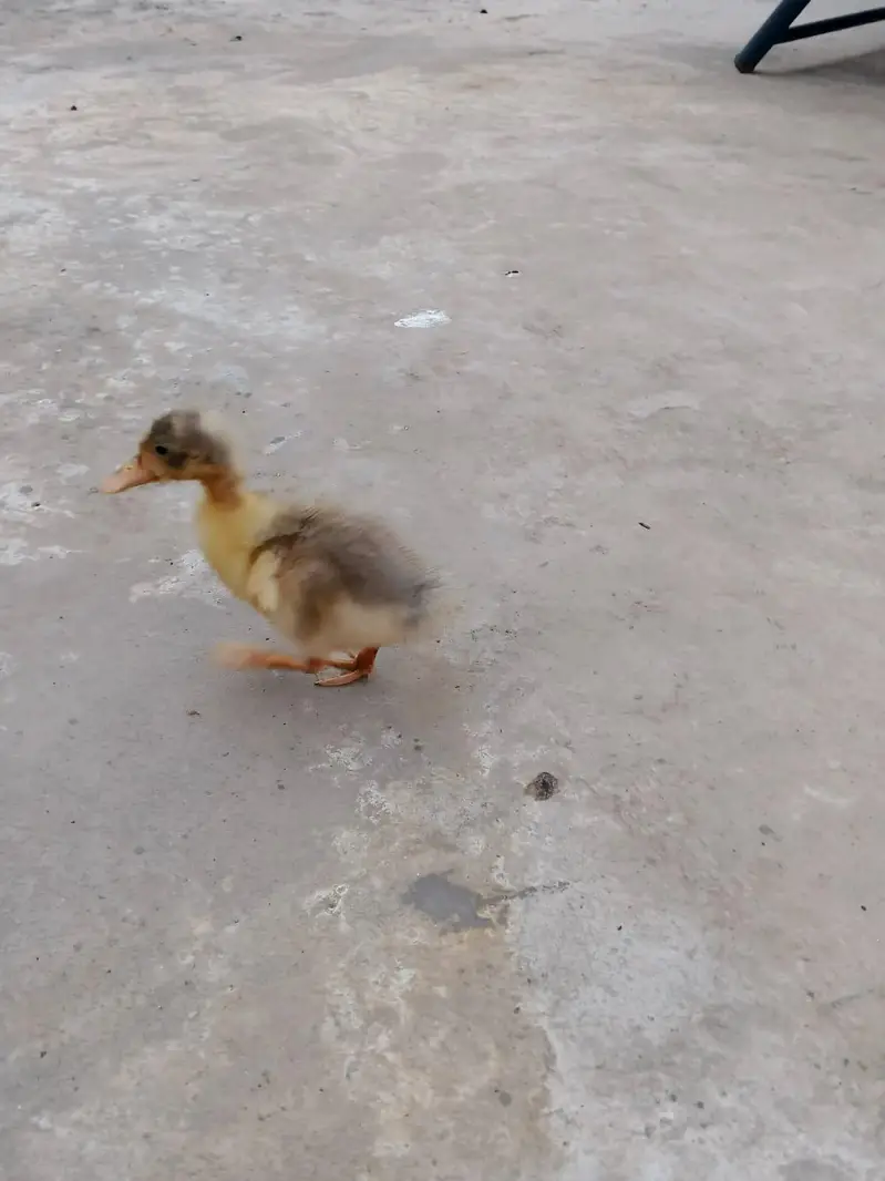 ducks  baby only 1 pic — photo 3
