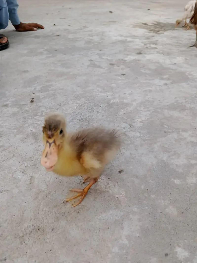 ducks  baby only 1 pic — photo 4