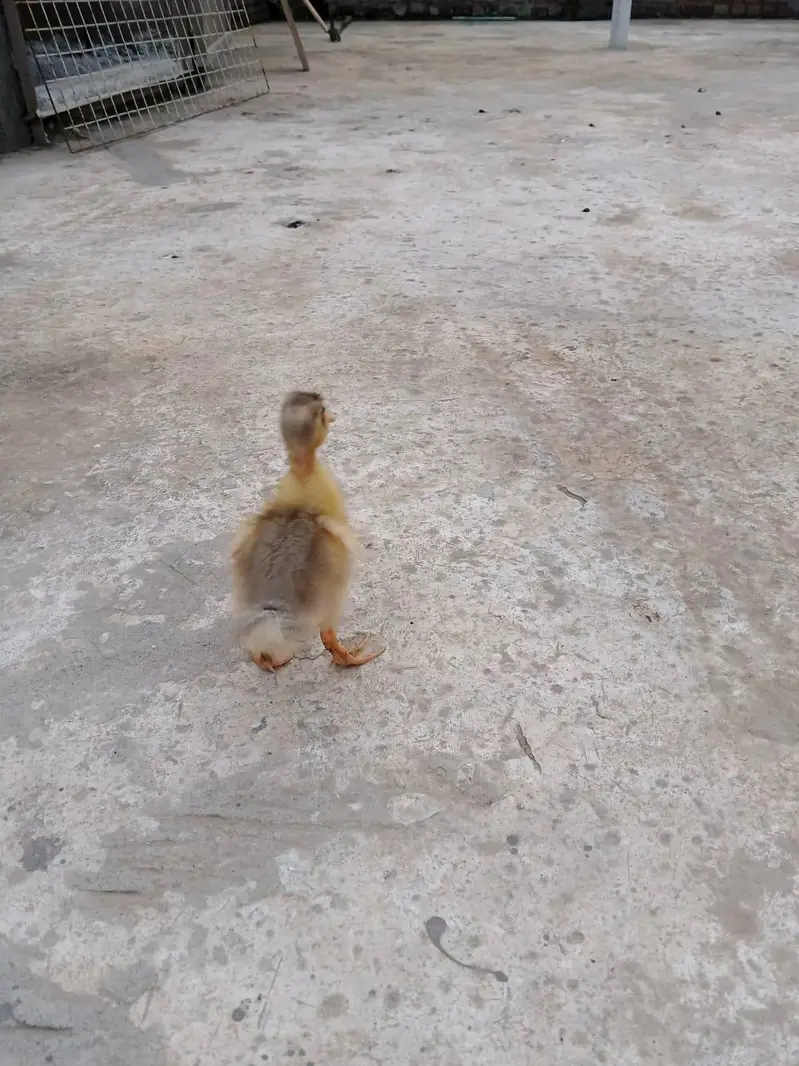ducks  baby only 1 pic — photo 5
