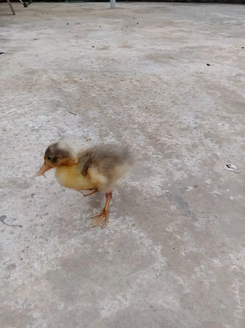 ducks  baby only 1 pic — photo 6