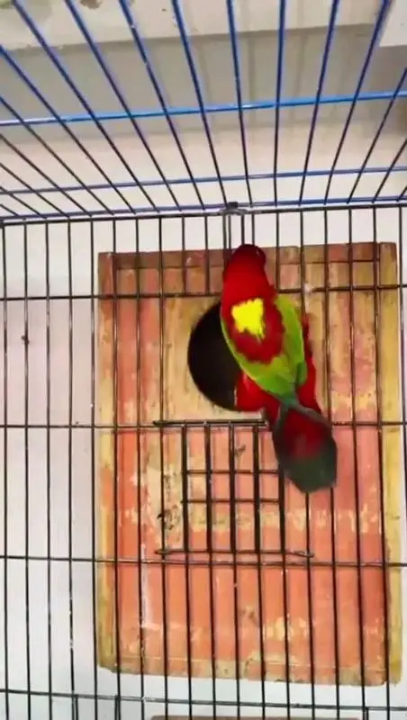 chattering lory Pakistan exotic for sale — photo 3