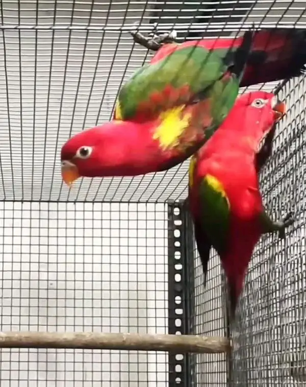 chattering lory Pakistan exotic for sale — photo 4