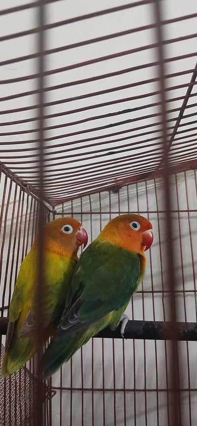 Healthy Love Birds Pair for Sale