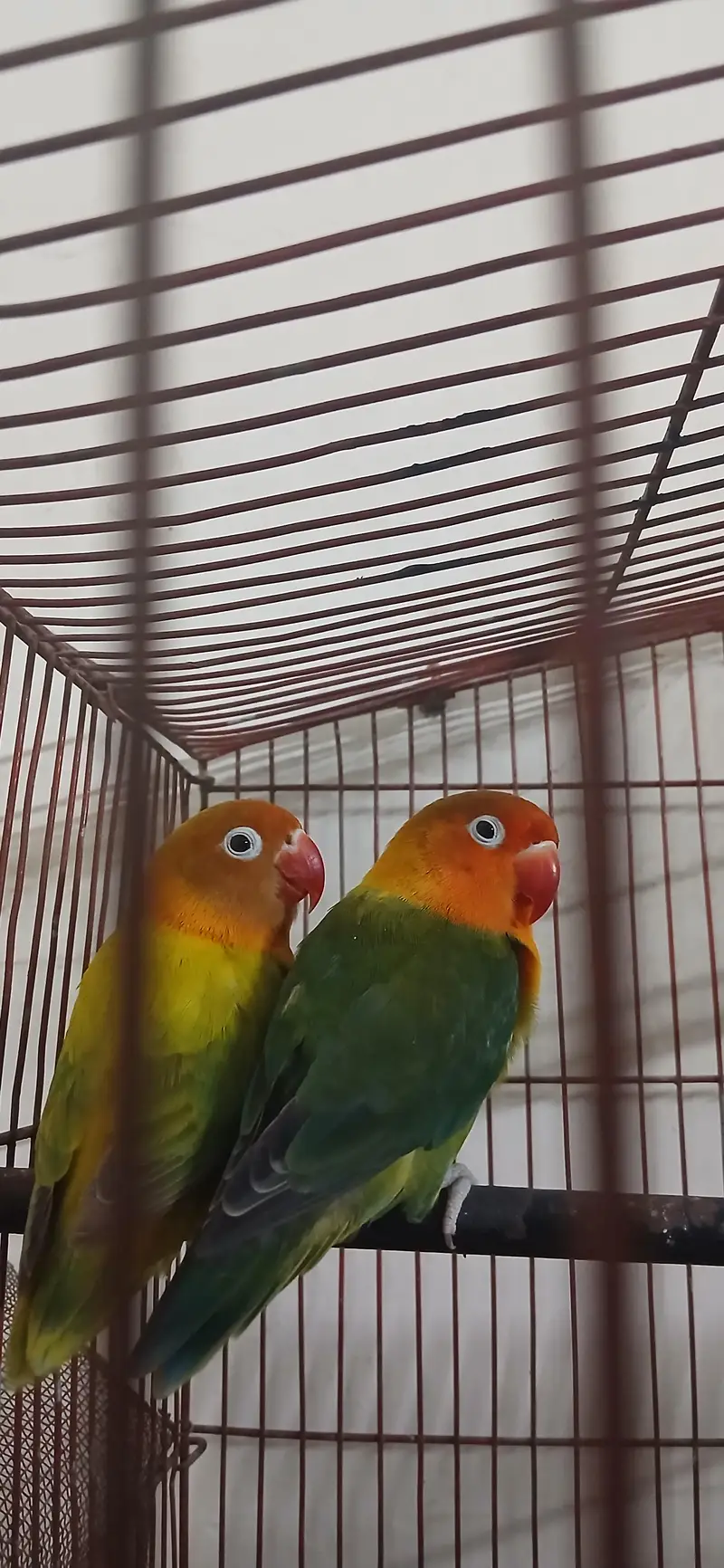 Healthy Love Birds Pair for Sale — photo 2