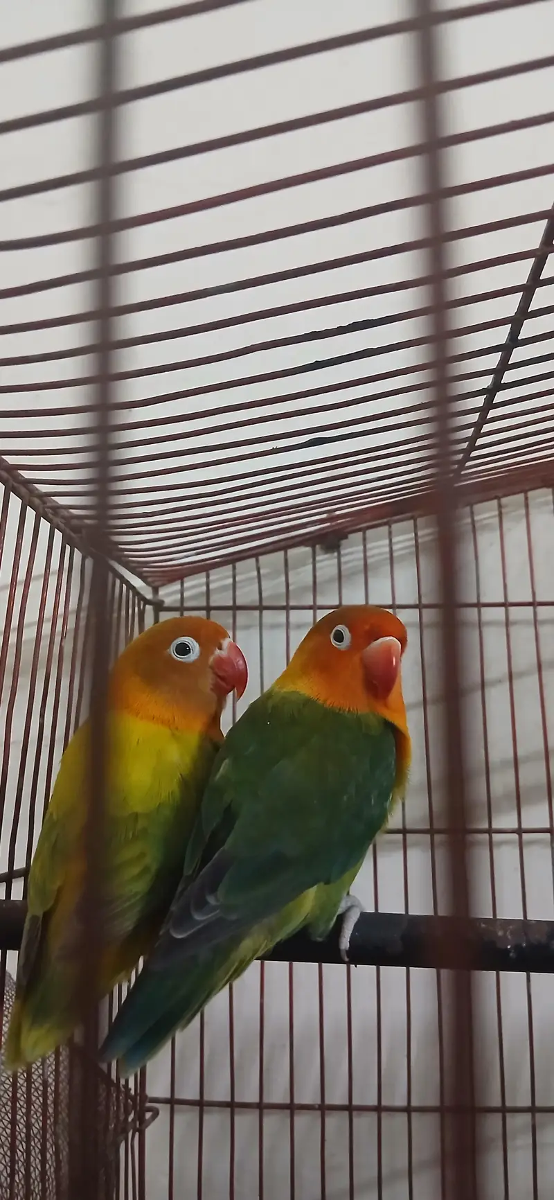 Healthy Love Birds Pair for Sale — photo 3