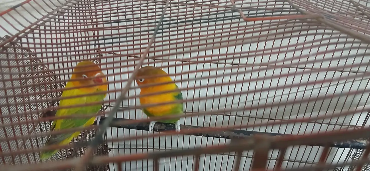 Healthy Love Birds Pair for Sale — photo 4