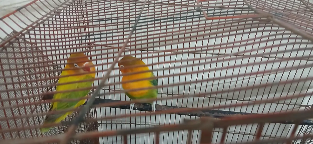 Healthy Love Birds Pair for Sale — photo 5