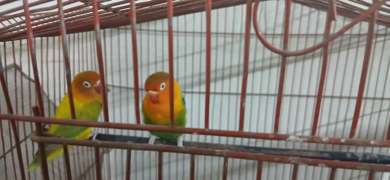 Healthy Love Birds Pair for Sale — photo 6