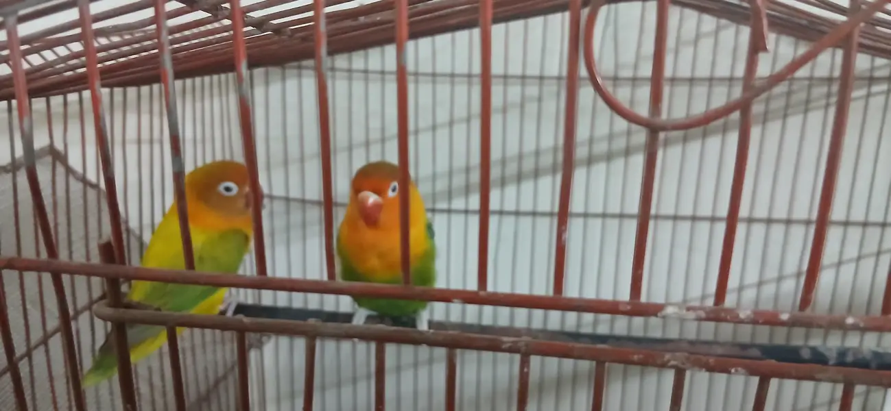 Healthy Love Birds Pair for Sale — photo 7