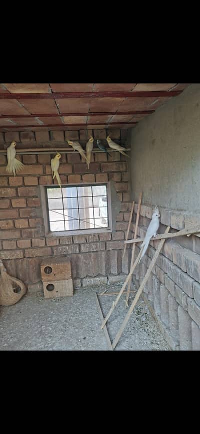 parrots