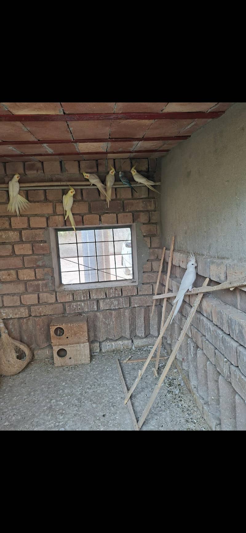parrots 0