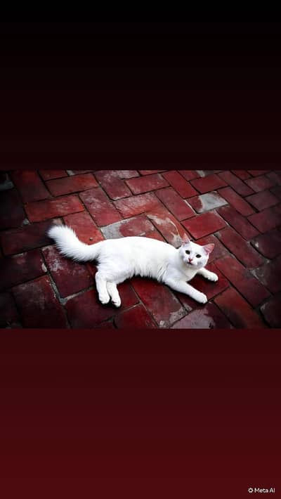 Persian Cute Male For Sale