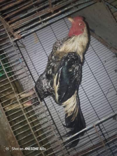 java hen