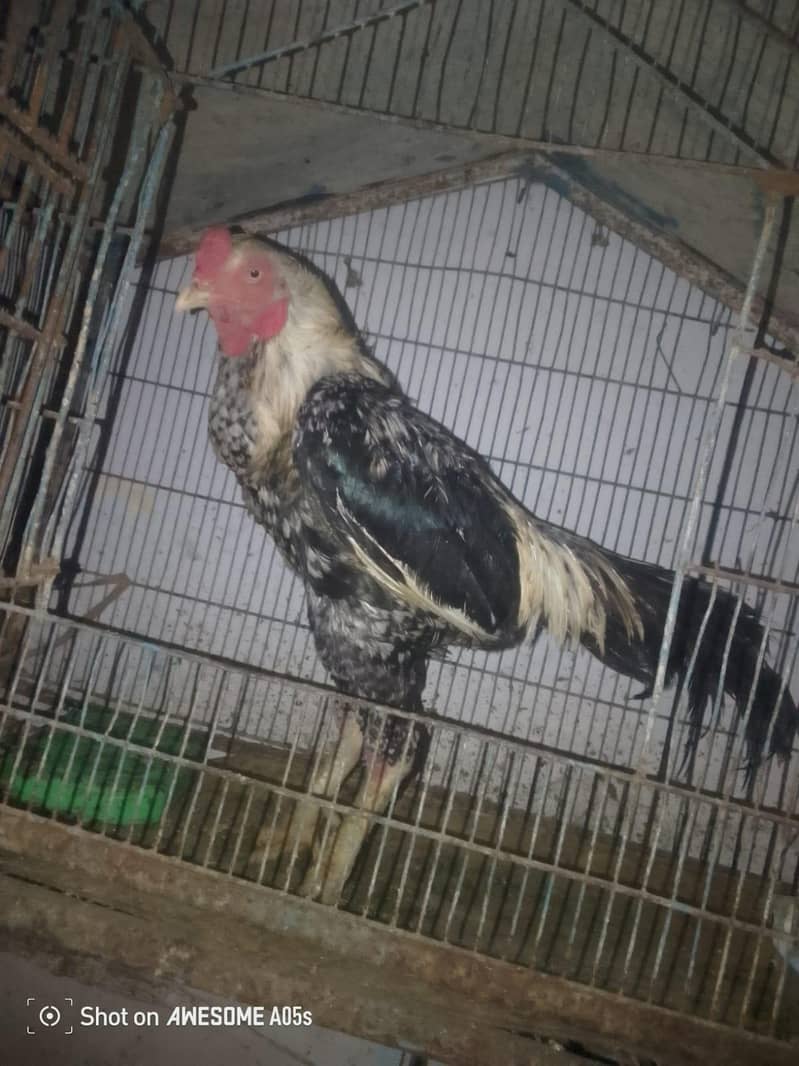 java hen 1