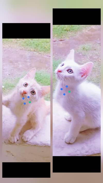 White persian kitten with breeder cat triple coat