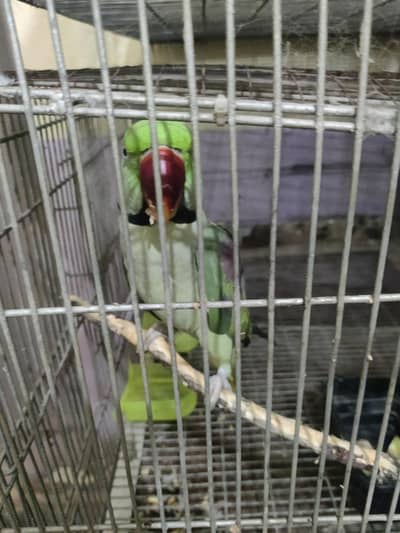 pair for sale