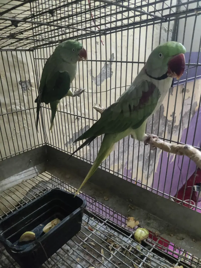 pair for sale — photo 2