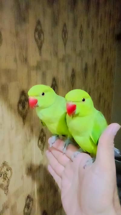 03435131048 Single 5500 pair 11000 Green  parrot handtame parrot