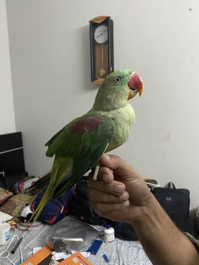 Raw Hand tame Parrot
