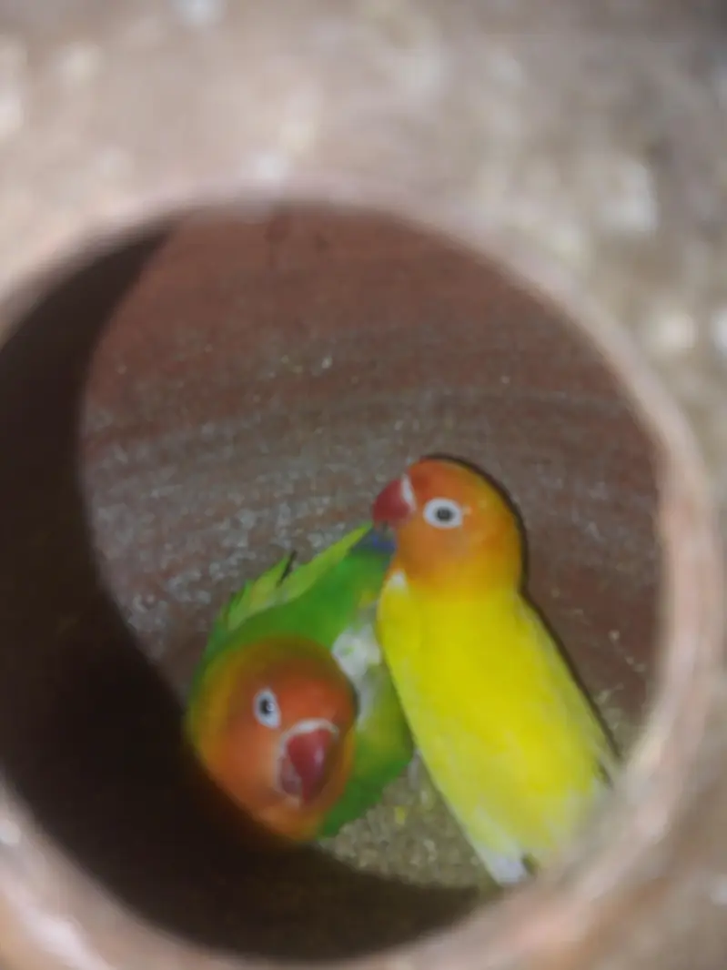 love birds — photo 2