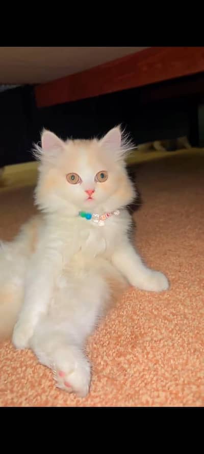 Persian cat for sale My whatapp number 03*48*51*48*399