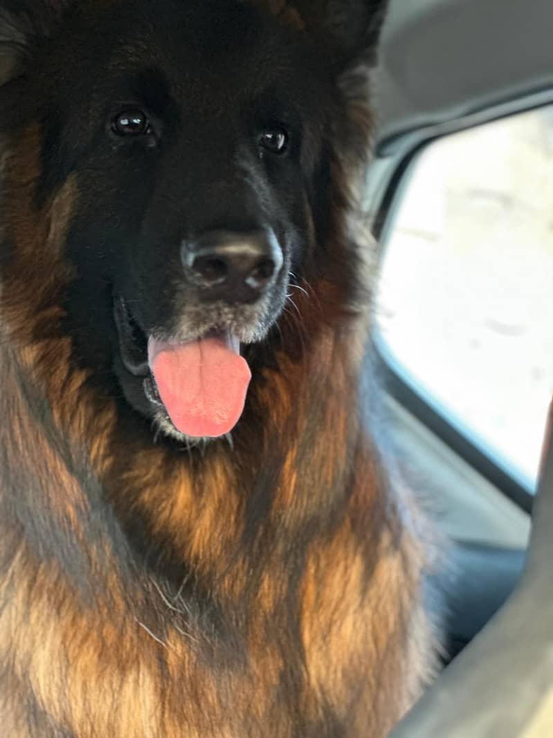 German Shepherd 0
