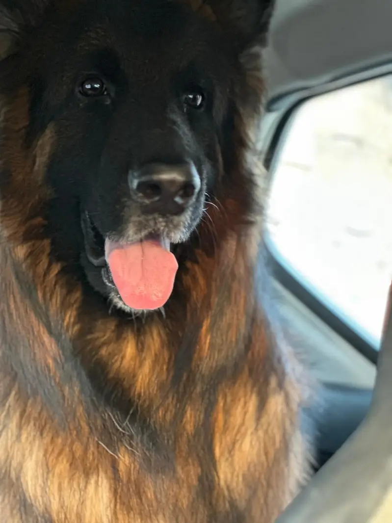 German Shepherd