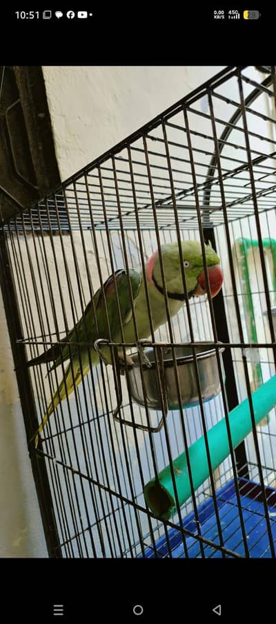 green raw parrot
