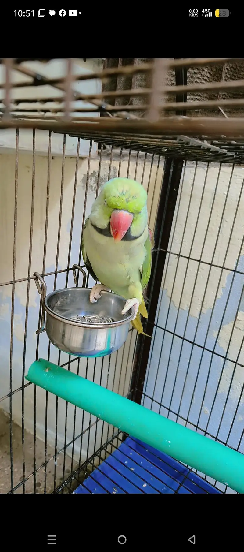 green raw parrot — photo 2
