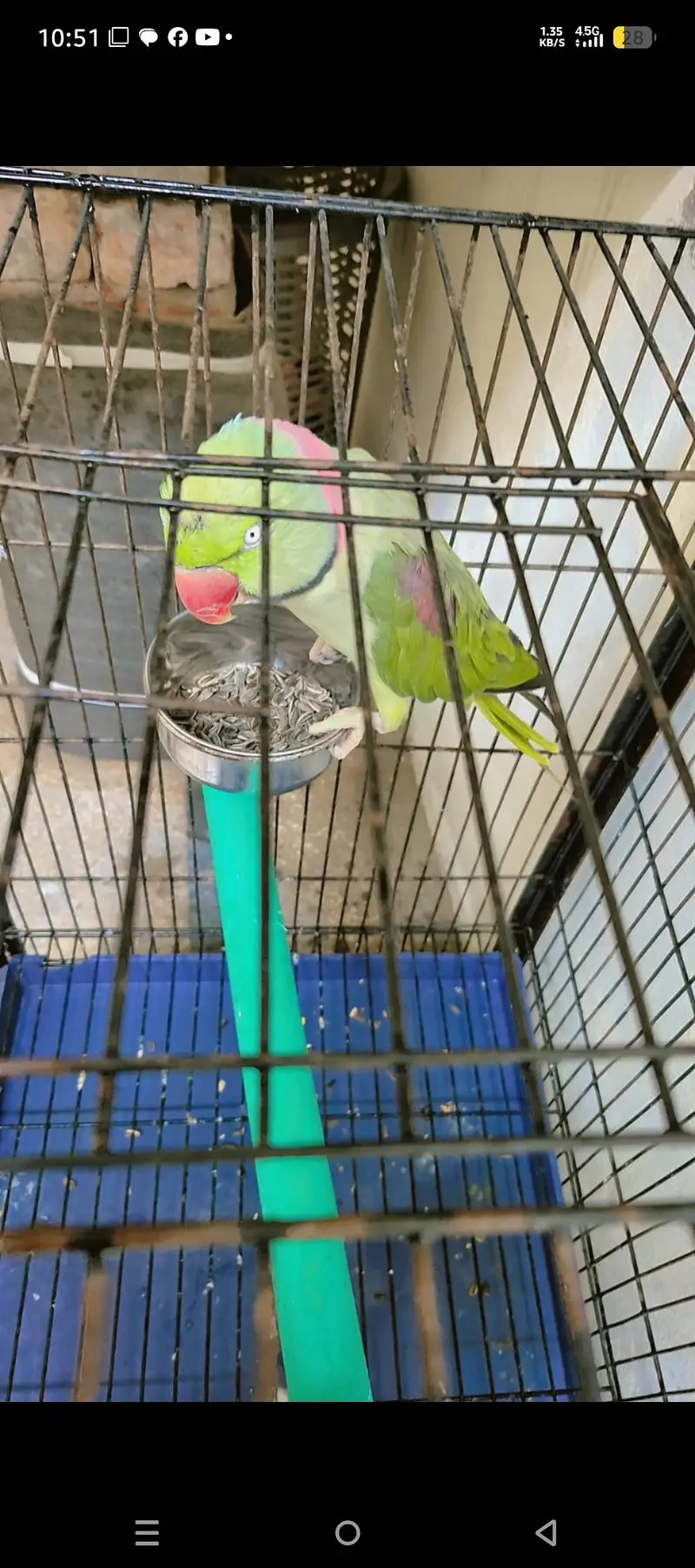 green raw parrot — photo 3
