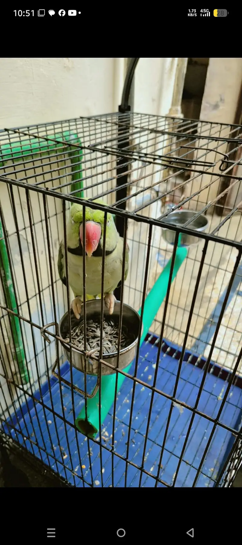 green raw parrot — photo 4