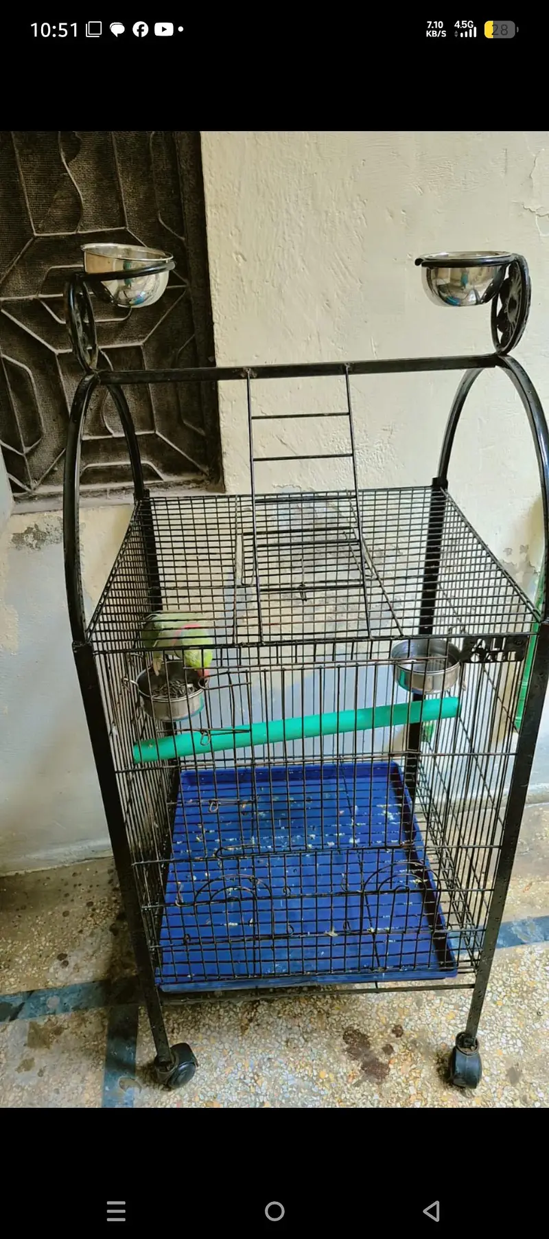 green raw parrot — photo 5