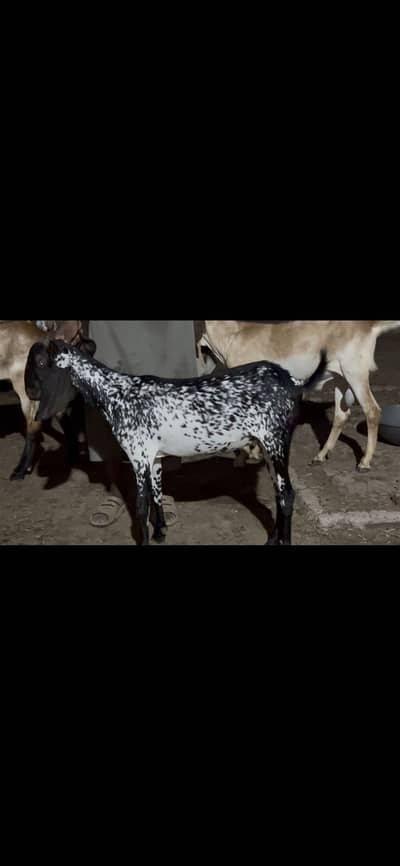 Kheeri path for sale Demand 30000